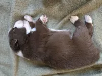 Unit, a male Miniature Australian Shepherd for sale in Mims, FL – Photo 3 of 3