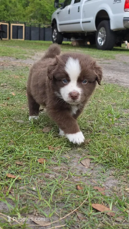 Unit – Miniature Australian Shepherd puppy on hold in Mims, FL