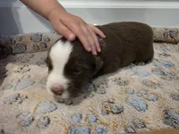 Unit, a male Miniature Australian Shepherd for sale in Mims, FL – Photo 2 of 3