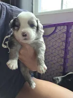 Dash, a male Miniature Australian Shepherd for sale in Mims, FL – Photo 7 of 10