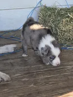 Dash, a male Miniature Australian Shepherd for sale in Mims, FL – Photo 10 of 10