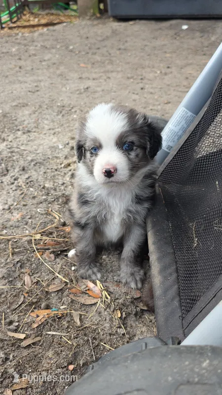 Dash – Miniature Australian Shepherd puppy for sale in Mims, FL