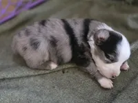 Dash, a male Miniature Australian Shepherd for sale in Mims, FL – Photo 9 of 10