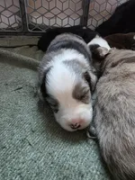 Dash, a male Miniature Australian Shepherd for sale in Mims, FL – Photo 3 of 10