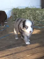 Dash, a male Miniature Australian Shepherd for sale in Mims, FL – Photo 2 of 10