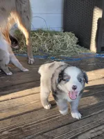 Dash, a male Miniature Australian Shepherd for sale in Mims, FL – Photo 4 of 10