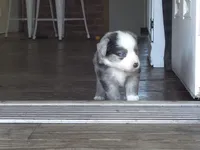 Dash, a male Miniature Australian Shepherd for sale in Mims, FL – Photo 5 of 10