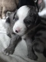 Wrangler, a male Miniature Australian Shepherd for sale in Mims, FL – Photo 5 of 5