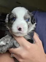Wrangler, a male Miniature Australian Shepherd for sale in Mims, FL – Photo 1 of 5