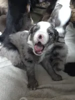 Wrangler, a male Miniature Australian Shepherd for sale in Mims, FL – Photo 4 of 5