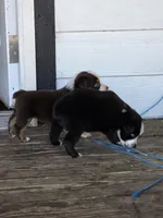 Buck , a male Miniature Australian Shepherd for sale in Mims, FL – Photo 8 of 8