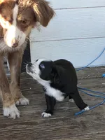 Buck , a male Miniature Australian Shepherd for sale in Mims, FL – Photo 7 of 8
