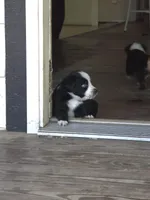Buck , a male Miniature Australian Shepherd for sale in Mims, FL – Photo 5 of 8