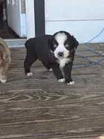 Buck , a male Miniature Australian Shepherd for sale in Mims, FL – Photo 3 of 8