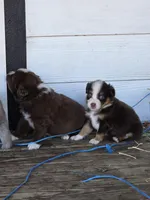 Pocket, a male Miniature Australian Shepherd for sale in Mims, FL – Photo 3 of 7