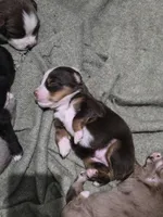 Pocket, a male Miniature Australian Shepherd for sale in Mims, FL – Photo 5 of 7