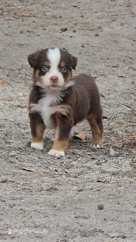 Pocket – Miniature Australian Shepherd puppy for sale in Mims, FL