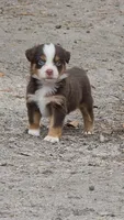 Pocket, a male Miniature Australian Shepherd for sale in Mims, FL – Photo 1 of 7