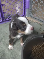 Pocket, a male Miniature Australian Shepherd for sale in Mims, FL – Photo 6 of 7
