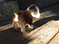 Pocket, a male Miniature Australian Shepherd for sale in Mims, FL – Photo 4 of 7
