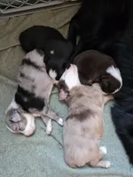 Pocket, a male Miniature Australian Shepherd for sale in Mims, FL – Photo 7 of 7