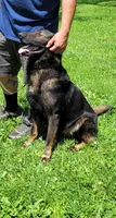 Drake, a male German Shepherd Dog for sale in Winchester, KY – 3 of 3