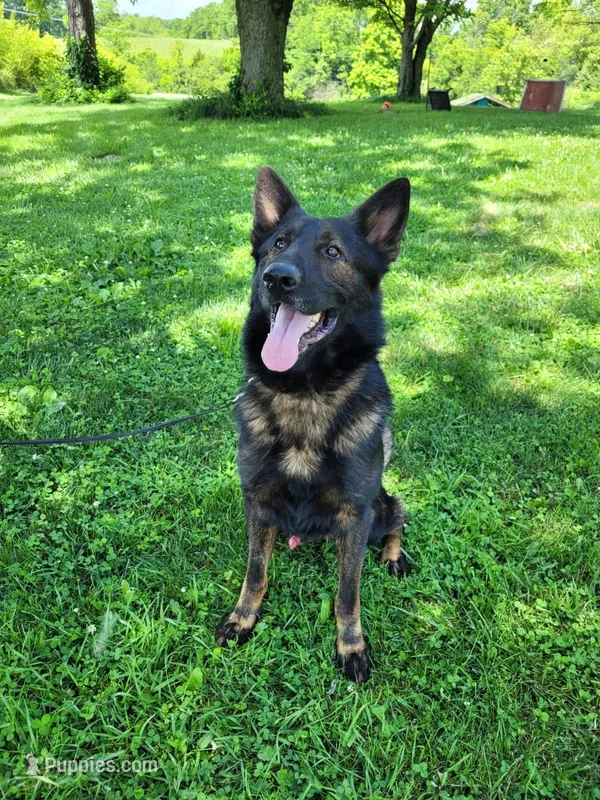 Drake – German Shepherd Dog puppy for sale in Winchester, KY