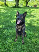 Drake, a male German Shepherd Dog for sale in Winchester, KY – 1 of 3