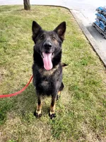 Drake, a male German Shepherd Dog for sale in Winchester, KY – 2 of 3