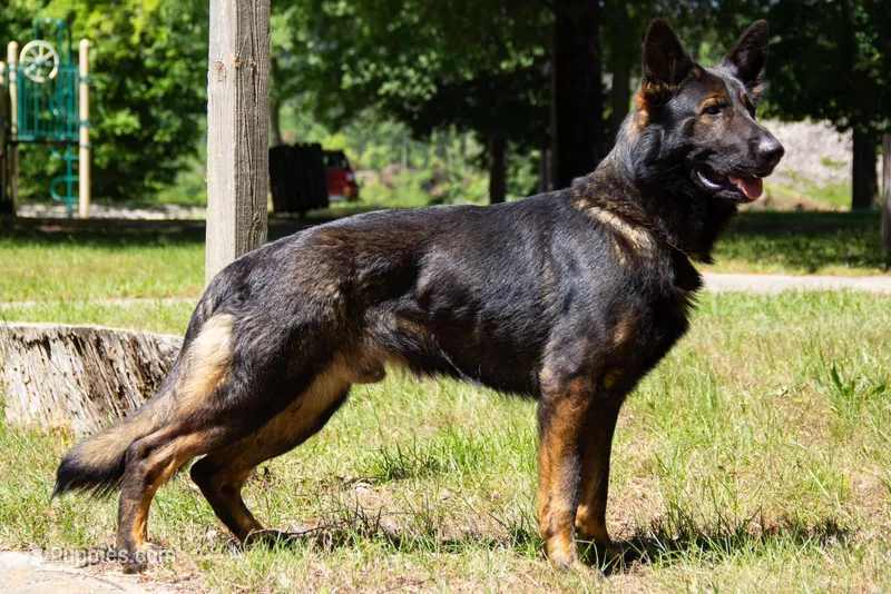 Drake – German Shepherd Dog puppy for sale in Winchester, KY