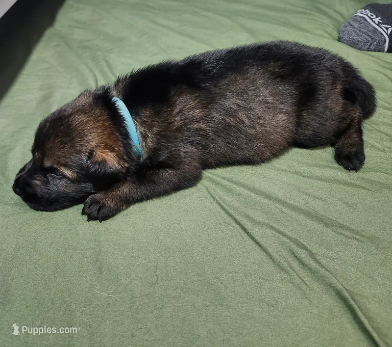 Xero – German Shepherd Dog puppy for sale in Winchester, KY