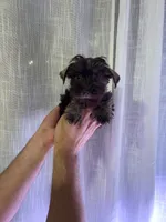 Toy Schnauzer , a male Miniature Schnauzer for sale in Orlando, FL – 2 of 4