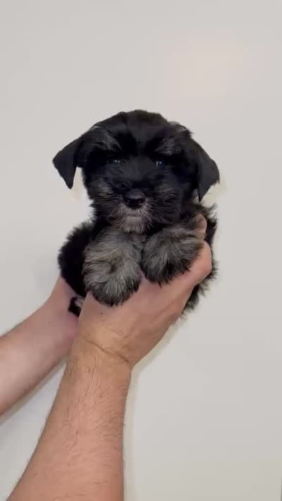 Schnauzer , a male Miniature Schnauzer for sale in Orlando, FL – 5 of 5