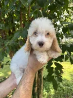 Poodle 3, a male Poodle - Miniature  for sale in Orlando, FL – 8 of 9