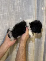 Toy Poodle , a male Poodle - Toy  for sale in Orlando, FL – 7 of 8