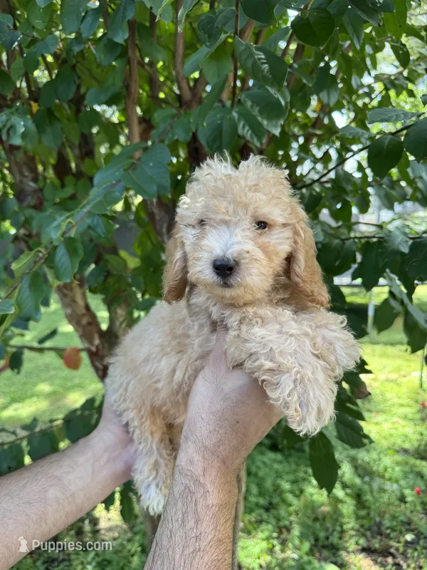 Poodle 4  – Poodle - Miniature  puppy for sale in Orlando, FL