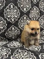Teacup , a female Pomeranian for sale in Orlando, FL – 7 of 8
