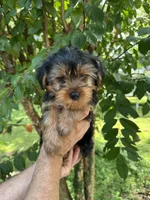 Yorkshire 2, a male Yorkshire Terrier for sale in Orlando, FL – 2 of 8