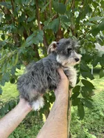 Schnauzer 2, a male Miniature Schnauzer for sale in Orlando, FL – 6 of 7