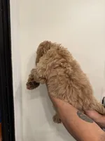 Cockapoo, a male Cockapoo for sale in Orlando, FL – 4 of 5