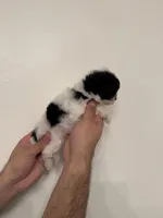 Maltipoo 3 teacup , a male Maltipoo for sale in Orlando, FL – 6 of 7