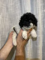 Toy Poodle , a male Poodle - Toy  for sale in Orlando, FL – 2 of 6