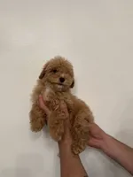 Cockapoo , a female Cockapoo for sale in Orlando, FL – 2 of 6