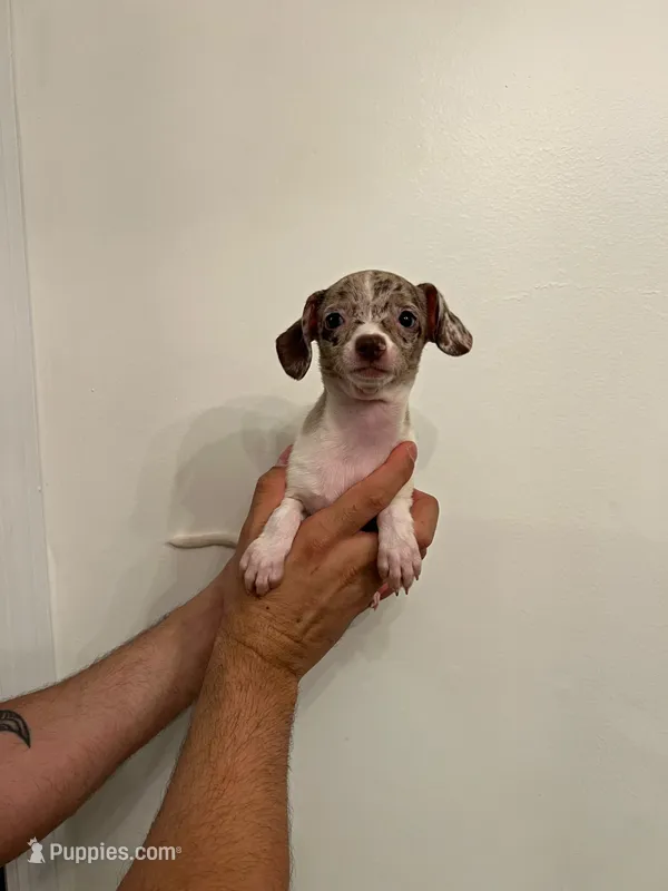 Chihuahua  – Chihuahua puppy for sale in Orlando, FL