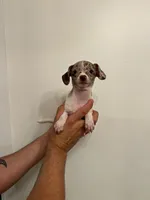 Chihuahua , a male Chihuahua for sale in Orlando, FL – 1 of 5