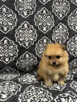 Teacup , a female Pomeranian for sale in Orlando, FL – 3 of 5