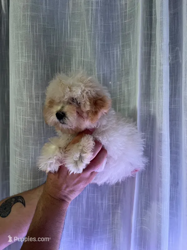 Toy Poodle  – Poodle - Toy  puppy for sale in Orlando, FL