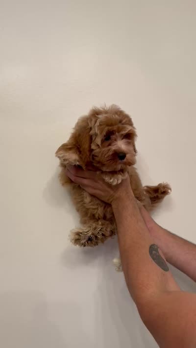 Cockapoo, a male Cockapoo for sale in Orlando, FL – 7 of 7