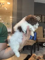 Toy Poodle , a male Poodle - Toy  for sale in Orlando, FL – 2 of 6