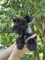 Schnauzer 4 , a male Miniature Schnauzer for sale in Orlando, FL – 2 of 6